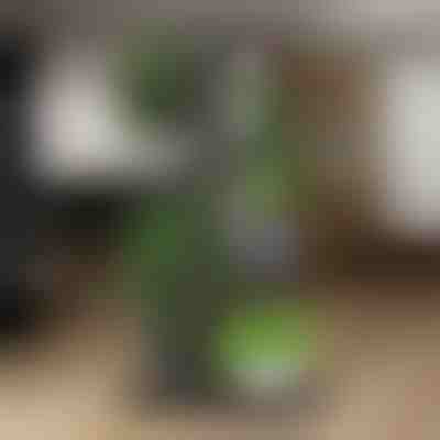 Stalak za posude za biljke | POTSTAGE