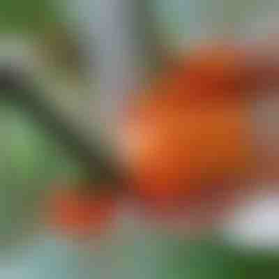 Rezač za vrtlarenje | THUMBYCUT