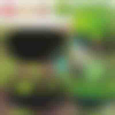 Ekološki vrt za vaše biljke | PLANTIE