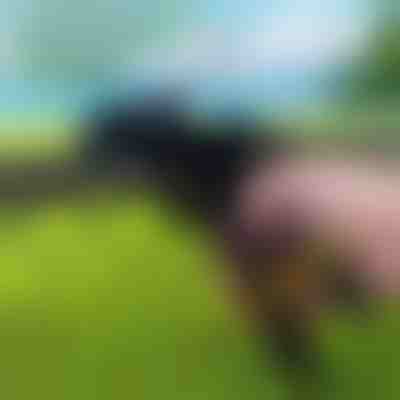 Alat za čvrste vezice | ZIPFLEX